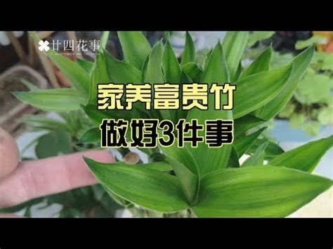 萬年青變黃風水